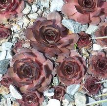 Sempervivum 'Grammens'