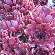 Sempervivum 'Pacific Knight'
