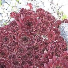 Sempervivum 'Pacific Red Rose'