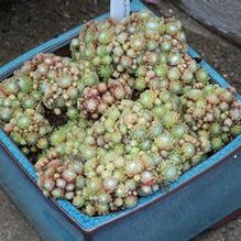 Sempervivum arachnoideum ''mini''