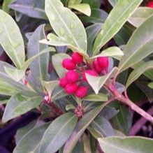 Reeves Skimmia