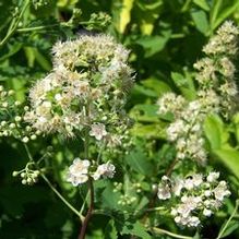 Spiraea latifolia (syn. alba)