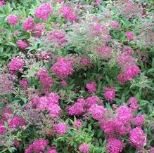 Spiraea x bumalda 'Neon Flash'