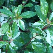 Stransvaesia davidii 'Palette'