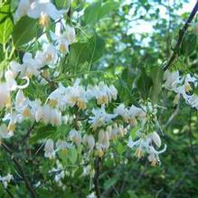 Styrax americanus