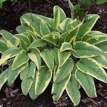 Symphytum x uplandicum 'Axeminster Gold'