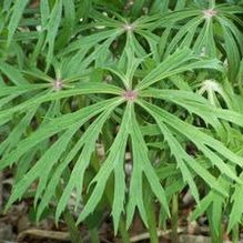 Syneilesis aconitifolia