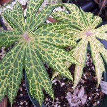 Syneilesis palmata 'Kikko'