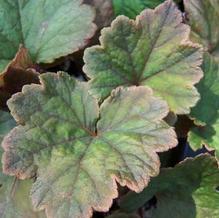 Tellima grandiflora 'Purpleteppich'