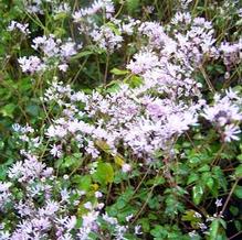 Thalictrum kiusianum