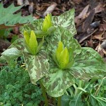 Trillium luteum