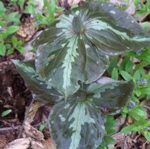 Trillium luteum 'Mocha Mint Twist'