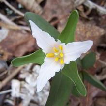 Trillium pusillum 'Roadrunner'