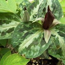 Trillium underwoodii