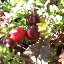 Vaccinium macrocarpum 'Pilgrim'