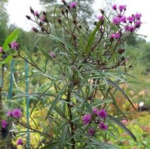 Vernonia angustifolia 'Plum Peachy'