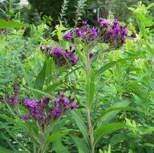 Vernonia crinita