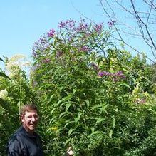 Vernonia altissima