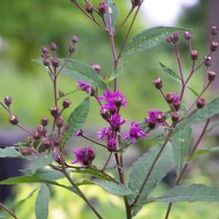 Vernonia glauca