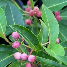 Viburnum nudum var. angustifolium