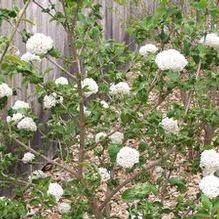 Viburnum x carlcephalum 'Cayuga'