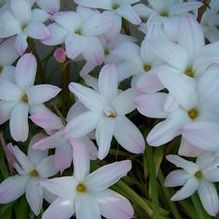 Zephyranthes sp. 'Labuffarosa'