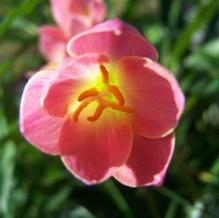 Zephyranthes x 'Krakatau'