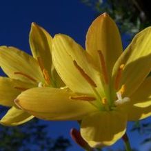 Zephyranthes x 'Midas Touch'