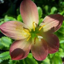 Zephyranthes x 'Scarlet Pimpernel'