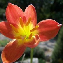 Zephyranthes x 'Star of Bethlehem'