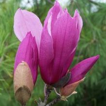 Magnolia x liliiflora 'Jane'