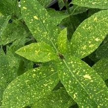 Aucuba japonica 'Gold Dust' Aucuba japonica 'Gold Dust'