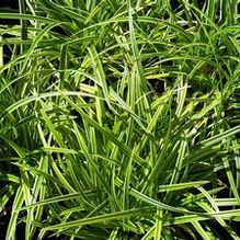 Carex morrowii 'Ice Dance'