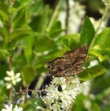 Clethra alnifolia 'Hummingbird'