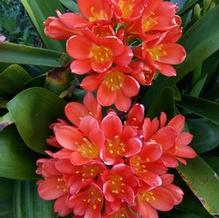Clivia miniata