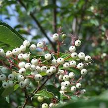 Cornus racemosa