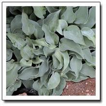 Hosta 'Gemstone'