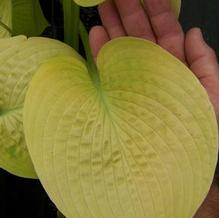 Hosta 'Harriette Ward'