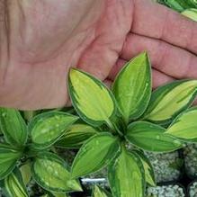 Hosta 'Holy Mouse Ears'