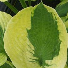 Hosta 'Sara's Sensation'