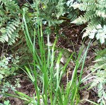 Anemarrhena asphodeloides Anemarrhena asphodeloides