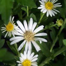 Aster ageratoides 'Ashvi' Aster ageratoides 'Ashvi'
