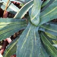 Agave americana 'Striata' Agave americana 'Striata'