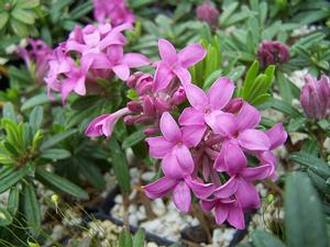 Daphne x susannae 'Tichborne' flowering detail
