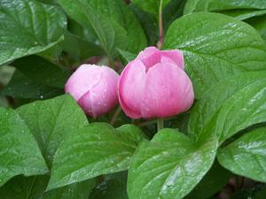 Paeonia obovata beginning to flower