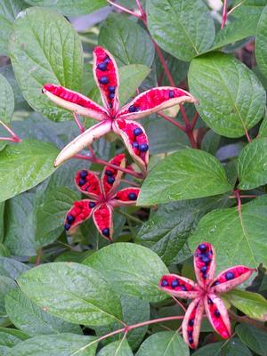 Paeonia obovata seed pods are like spectacular tropical starfish