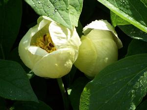 Paeonia japonica just opening in early May