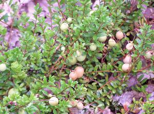 Vaccinium macrocarpum 'Pilgrim' developing cranberries