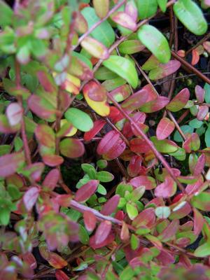 Vaccinium macrocarpum red and green mix in mid September