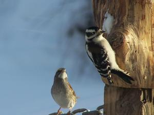 A White-throated Sparrow and a female Downy Woodpecker taking turns on a woodpecker feeder log